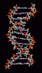 DNA Animation