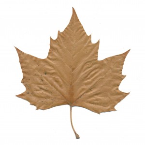 Leaf